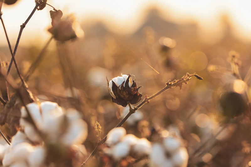 Embracing Seed to Wear: A Sustainable Journey from Fiber to Fashion